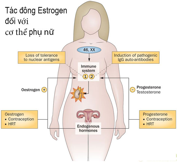 estrogen là gì, nội tiết tố estrogen là gì, nội tiết tố estrogen, nội tiết tố nữ hormone estrogen, nội tiết tố hormone estrogen, nội tiết tố nữ estrogen là gì, viên uống nội tiết tố estrogen