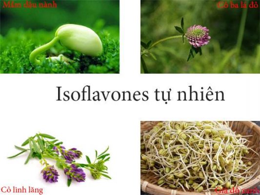 thực phẩm giàu Isoflavones, isoflavone có ở đâu, isoflavones có trong thực phẩm nào, mầm đậu nành isoflavone, isoflavone mầm đậu nành