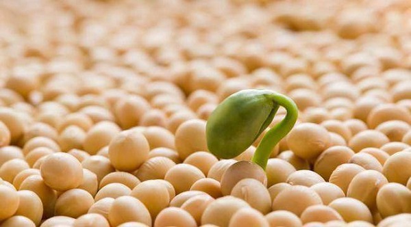 cách làm mầm đậu nành tăng vòng 1 tại nhà, cách làm mầm đậu nành tăng vòng 1, cách làm bột mầm đậu nành tăng vòng 1, cách làm mầm đậu nành tăng kích thước vòng 1, cách làm mầm đậu nành uống tăng vòng 1