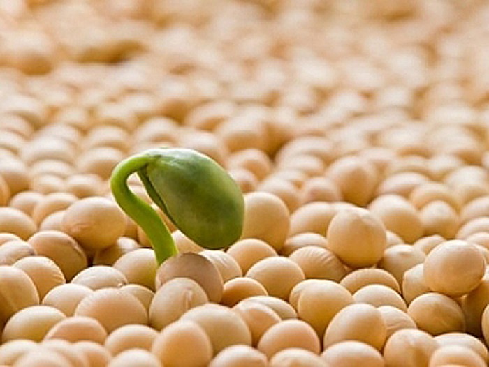 Các nghiên cứu chỉ ra mầm đậu nành có khả năng giúp cải thiện kích thước vòng 1