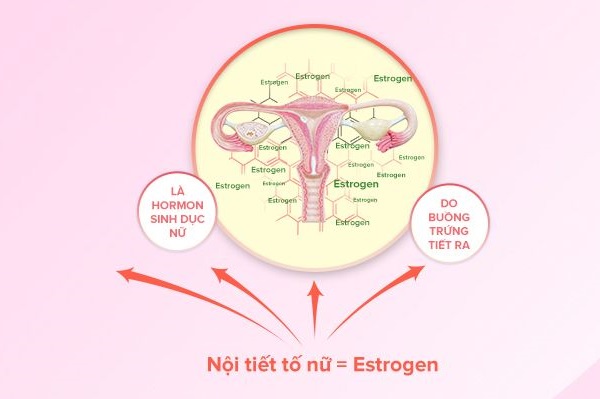 Nội tiết tố nữ hay còn gọi với tên khoa học là Estrogen là hormone quan trọng ở nữ giới